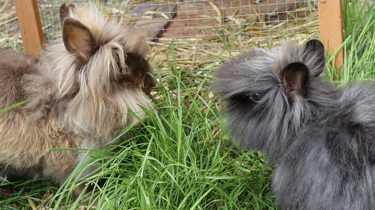 Unsere Kaninchen Unsere Kaninchen